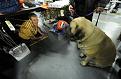 Нажмите на изображение для увеличения.

Название:	dog_show_34.jpg
Просмотров:	302
Размер:	81.2 Кб
ID:	3455601