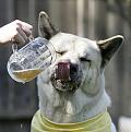 Нажмите на изображение для увеличения.

Название:	dog-drinking-beer.jpg
Просмотров:	307
Размер:	24.9 Кб
ID:	3455602