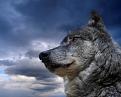 Нажмите на изображение для увеличения.

Название:	vasz101.jpg
Просмотров:	304
Размер:	61.2 Кб
ID:	3456154