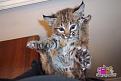 Нажмите на изображение для увеличения.

Название:	bobcat-severoamerican-ris-1.jpg
Просмотров:	447
Размер:	137.9 Кб
ID:	3456210