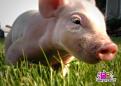 Нажмите на изображение для увеличения.

Название:	piggy-1.jpg
Просмотров:	420
Размер:	142.9 Кб
ID:	3456226