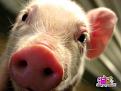 Нажмите на изображение для увеличения.

Название:	piggy-2.jpg
Просмотров:	410
Размер:	163.3 Кб
ID:	3456227