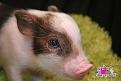 Нажмите на изображение для увеличения.

Название:	piggy-5.jpg
Просмотров:	325
Размер:	130.0 Кб
ID:	3456228