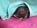 Нажмите на изображение для увеличения.

Название:	piggy-8.jpg
Просмотров:	340
Размер:	36.2 Кб
ID:	3456229