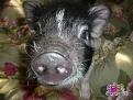 Нажмите на изображение для увеличения.

Название:	piggy-14.jpg
Просмотров:	325
Размер:	151.3 Кб
ID:	3456230