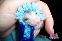 Нажмите на изображение для увеличения.

Название:	opossum-foto-15.jpg
Просмотров:	357
Размер:	121.6 Кб
ID:	3456284