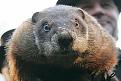 Нажмите на изображение для увеличения.

Название:	Groundhog-Phil1.jpg
Просмотров:	773
Размер:	42.1 Кб
ID:	3456398