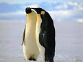 Нажмите на изображение для увеличения.

Название:	penguin_photo_49a.jpg
Просмотров:	829
Размер:	5.5 Кб
ID:	3456407