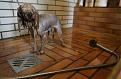 Нажмите на изображение для увеличения.

Название:	dogs-dogs-08.jpg
Просмотров:	389
Размер:	47.1 Кб
ID:	3456963