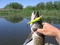 Нажмите на изображение для увеличения.

Название:	Fish3.jpg
Просмотров:	3759
Размер:	94.2 Кб
ID:	3457463