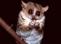 Нажмите на изображение для увеличения.

Название:	41644299mouse-lemur1-jpg.jpg
Просмотров:	268
Размер:	30.4 Кб
ID:	3458928