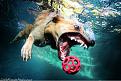 Нажмите на изображение для увеличения.

Название:	underwater_dogs_10.jpg
Просмотров:	311
Размер:	83.0 Кб
ID:	3459398