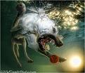 Нажмите на изображение для увеличения.

Название:	underwater_dogs_13.jpg
Просмотров:	306
Размер:	91.7 Кб
ID:	3459399