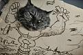 Нажмите на изображение для увеличения.

Название:	cat-superman-04.jpg
Просмотров:	336
Размер:	71.2 Кб
ID:	3459412