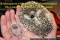 Нажмите на изображение для увеличения.

Название:	ежики.jpg
Просмотров:	1600
Размер:	81.5 Кб
ID:	3459494