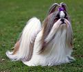 Нажмите на изображение для увеличения.

Название:	shih-tzu-8.jpg
Просмотров:	412
Размер:	151.0 Кб
ID:	3459635