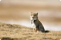 Нажмите на изображение для увеличения.

Название:	tibetan-fox.jpg
Просмотров:	357
Размер:	36.5 Кб
ID:	3460115