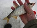 Нажмите на изображение для увеличения.

Название:	IMG_2211.jpg
Просмотров:	2587
Размер:	64.8 Кб
ID:	3460199