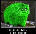 Нажмите на изображение для увеличения.

Название:	Жрите рыбу, в ней фосфор!!!x_8aeac440.jpg
Просмотров:	908
Размер:	28.4 Кб
ID:	3460219