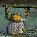 Нажмите на изображение для увеличения.

Название:	Hanging-around-Tree-frog-has-a-go-at-some-pull-ups-as-he-leaps-out-of-algae-covered-pond-2.jpg
Просмотров:	300
Размер:	85.8 Кб
ID:	3460524