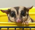 Нажмите на изображение для увеличения.

Название:	1255013783_possum007.jpg
Просмотров:	447
Размер:	35.0 Кб
ID:	3462851