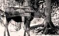Нажмите на изображение для увеличения.

Название:	moose_young_1270108416_preview2.jpg
Просмотров:	1185
Размер:	21.7 Кб
ID:	3463399