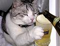 Нажмите на изображение для увеличения.

Название:	cats_beer_16.jpg
Просмотров:	298
Размер:	43.5 Кб
ID:	3463523