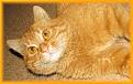 Нажмите на изображение для увеличения.

Название:	апельсиновый кот.jpg
Просмотров:	1900
Размер:	160.8 Кб
ID:	3463755