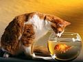 Нажмите на изображение для увеличения.

Название:	cat_wallpaper34_1024x768.jpg
Просмотров:	387
Размер:	37.4 Кб
ID:	3465772