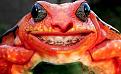 Нажмите на изображение для увеличения.

Название:	Funny-Frog.jpg
Просмотров:	382
Размер:	32.6 Кб
ID:	3465773