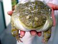 Нажмите на изображение для увеличения.

Название:	The-Smiling-Frog1.jpg
Просмотров:	279
Размер:	35.9 Кб
ID:	3465775