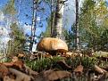 Нажмите на изображение для увеличения.

Название:	IMG_0119.jpg
Просмотров:	679
Размер:	82.6 Кб
ID:	3470784