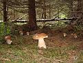 Нажмите на изображение для увеличения.

Название:	getImage2.jpg
Просмотров:	723
Размер:	131.5 Кб
ID:	3472627