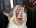 Нажмите на изображение для увеличения.

Название:	drunk-3.jpg
Просмотров:	353
Размер:	31.9 Кб
ID:	3472749
