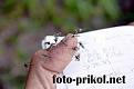 Нажмите на изображение для увеличения.

Название:	1273303940_foto-prikol.net_bd-31.jpg
Просмотров:	309
Размер:	18.5 Кб
ID:	3473130