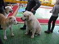 Нажмите на изображение для увеличения.

Название:	IMG_2027.jpg
Просмотров:	211
Размер:	69.1 Кб
ID:	3473868