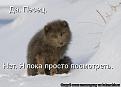 Нажмите на изображение для увеличения.

Название:	не песец.jpg
Просмотров:	506
Размер:	31.6 Кб
ID:	3474561