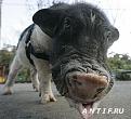 Нажмите на изображение для увеличения.

Название:	1215541231_animalhumor.jpg
Просмотров:	380
Размер:	28.9 Кб
ID:	3475053