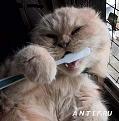 Нажмите на изображение для увеличения.

Название:	1215541424_animalhumor.jpg
Просмотров:	363
Размер:	27.8 Кб
ID:	3475054