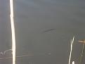 Нажмите на изображение для увеличения.

Название:	SDC10755.jpg
Просмотров:	874
Размер:	255.7 Кб
ID:	3477136