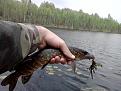 Нажмите на изображение для увеличения.

Название:	P120512_1047.jpg
Просмотров:	714
Размер:	189.6 Кб
ID:	3482687