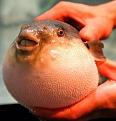 Нажмите на изображение для увеличения.

Название:	fugu.jpg
Просмотров:	274
Размер:	20.9 Кб
ID:	3482869
