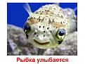 Нажмите на изображение для увеличения.

Название:	0015-015-Rybka-ulybaetsja.jpg
Просмотров:	352
Размер:	43.5 Кб
ID:	3483536