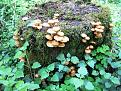 Нажмите на изображение для увеличения.

Название:	IMG_2643.jpg
Просмотров:	744
Размер:	128.8 Кб
ID:	3483752
