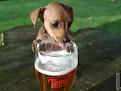 Нажмите на изображение для увеличения.

Название:	1317643039_1317595334_these_funny_animals_806_07.jpg
Просмотров:	231
Размер:	36.8 Кб
ID:	3483873