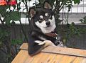 Нажмите на изображение для увеличения.

Название:	1296583433_613dog.jpg
Просмотров:	342
Размер:	32.8 Кб
ID:	3484692