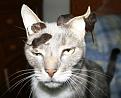 Нажмите на изображение для увеличения.

Название:	cats-21.jpg
Просмотров:	317
Размер:	31.1 Кб
ID:	3484986