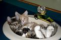 Нажмите на изображение для увеличения.

Название:	cats-12.jpg
Просмотров:	262
Размер:	62.5 Кб
ID:	3484987