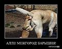 Нажмите на изображение для увеличения.

Название:	getImage.jpeg86.jpeg
Просмотров:	1241
Размер:	34.9 Кб
ID:	3485130