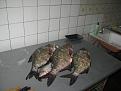 Нажмите на изображение для увеличения.

Название:	IMG_0105.jpg
Просмотров:	1650
Размер:	179.3 Кб
ID:	3486316